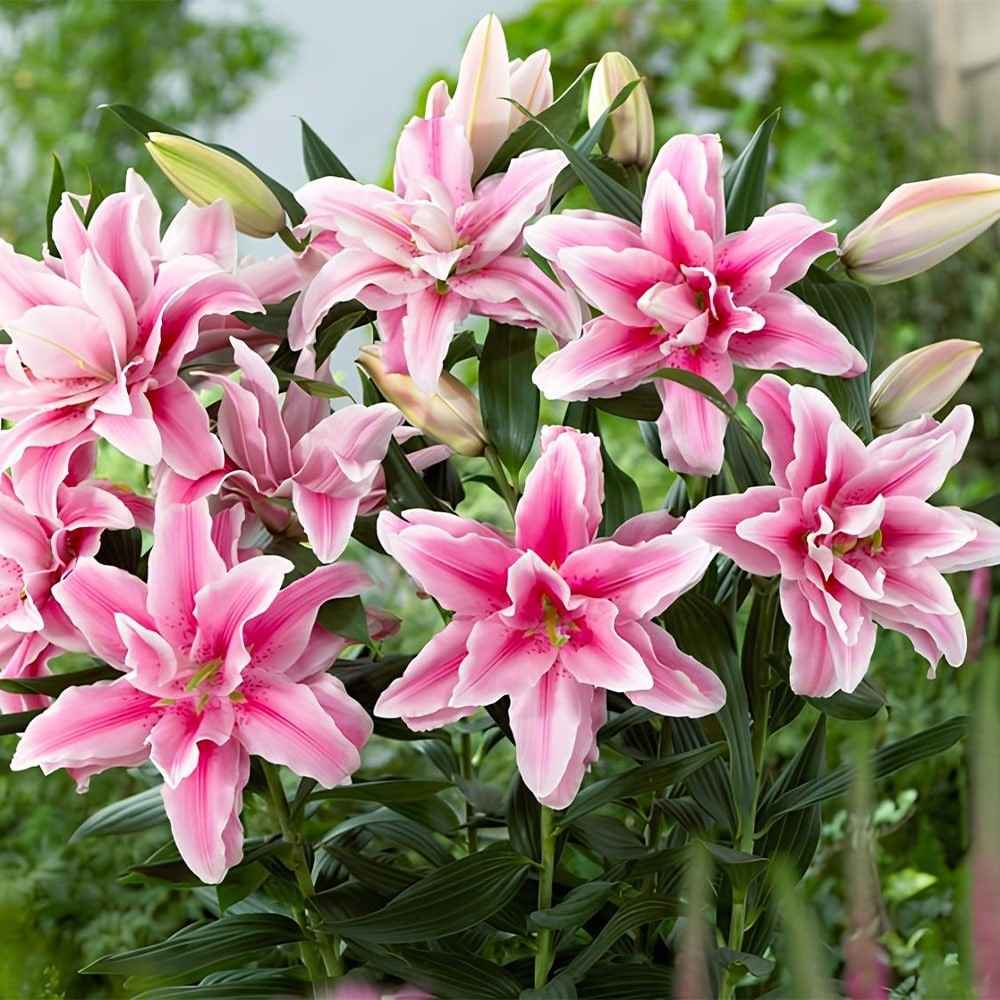 Лілія зріз дом