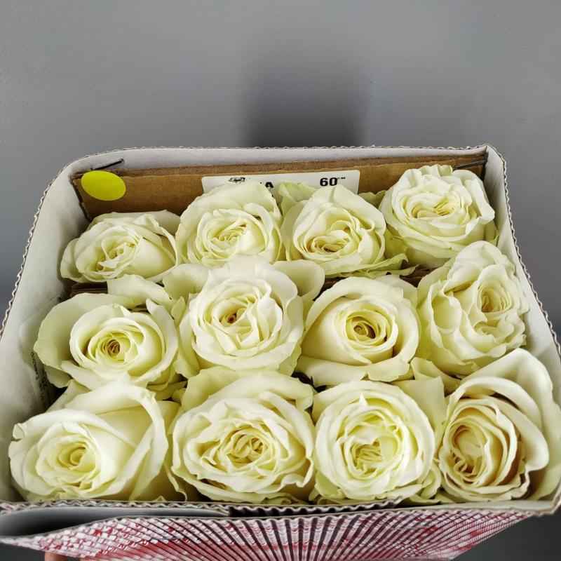 Тр Мікс Еквадор Плая Бланка 60 см