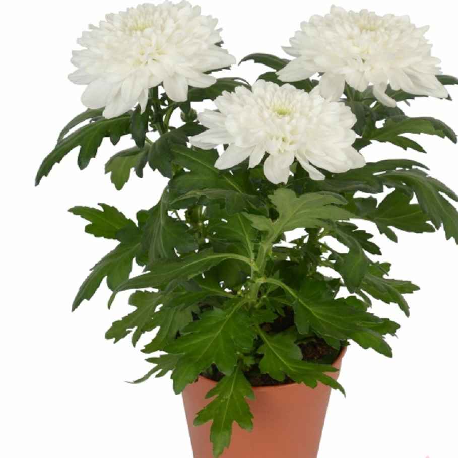 Хризантема ваз 