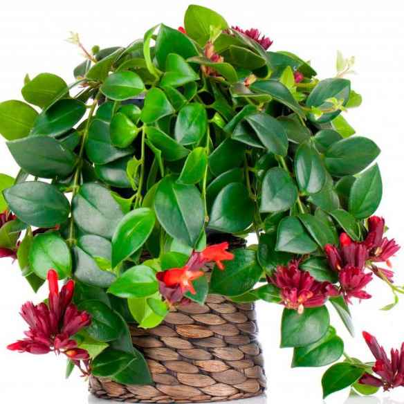 Есхінантус