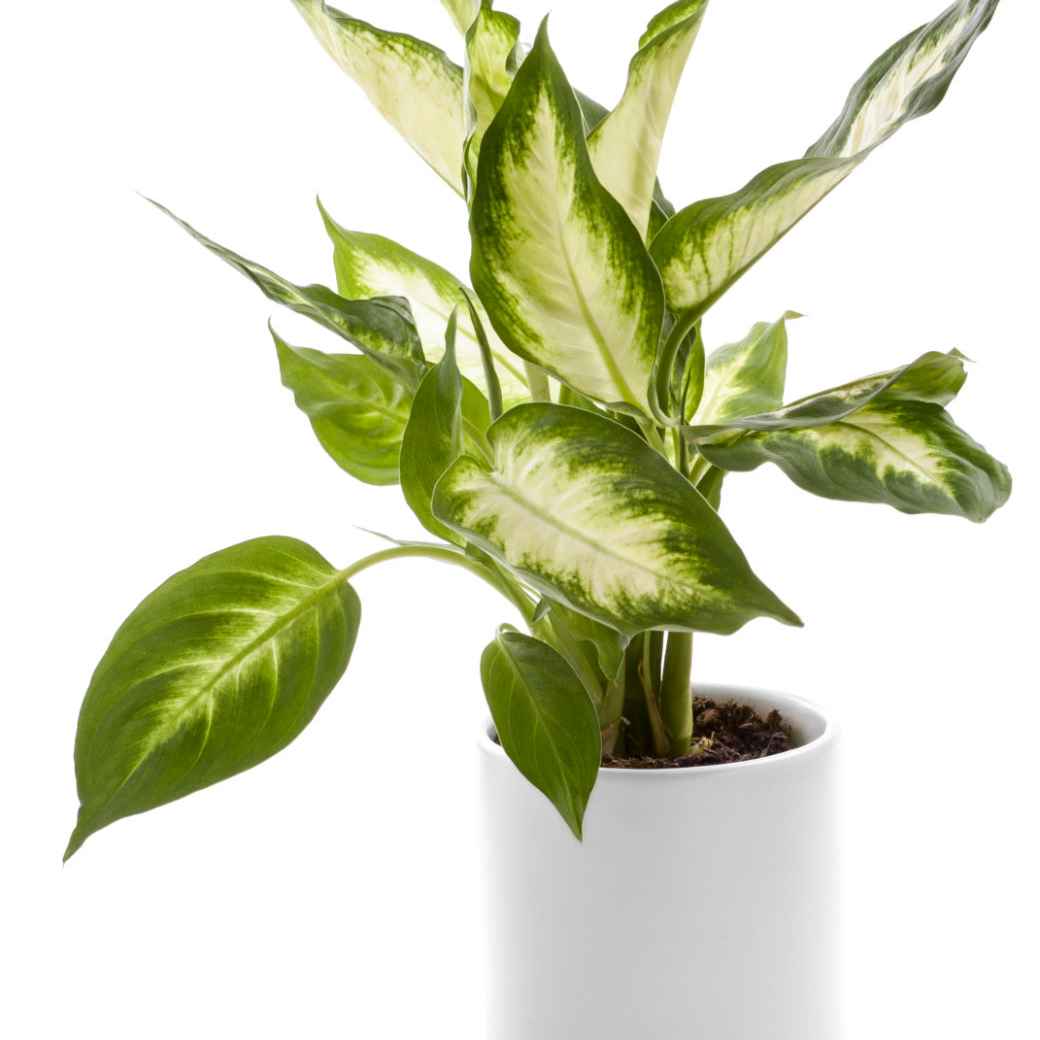 Дифенбахія 210