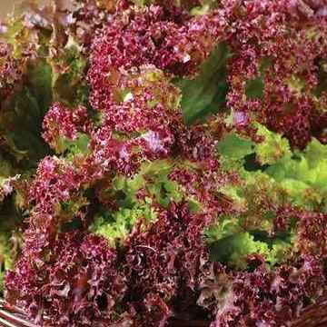 Салат Лолло росса 1 г