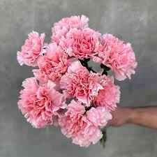 Гвоздика Турц