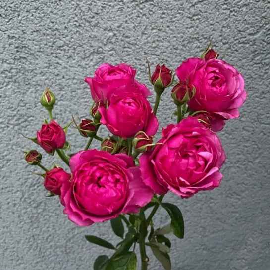 Тр Спрей Річ Баблз 60см