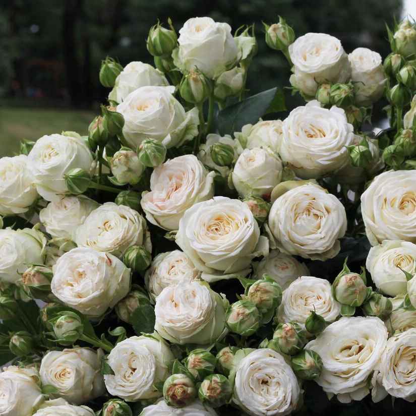 Тр Принцеса Бомбастік 40 см