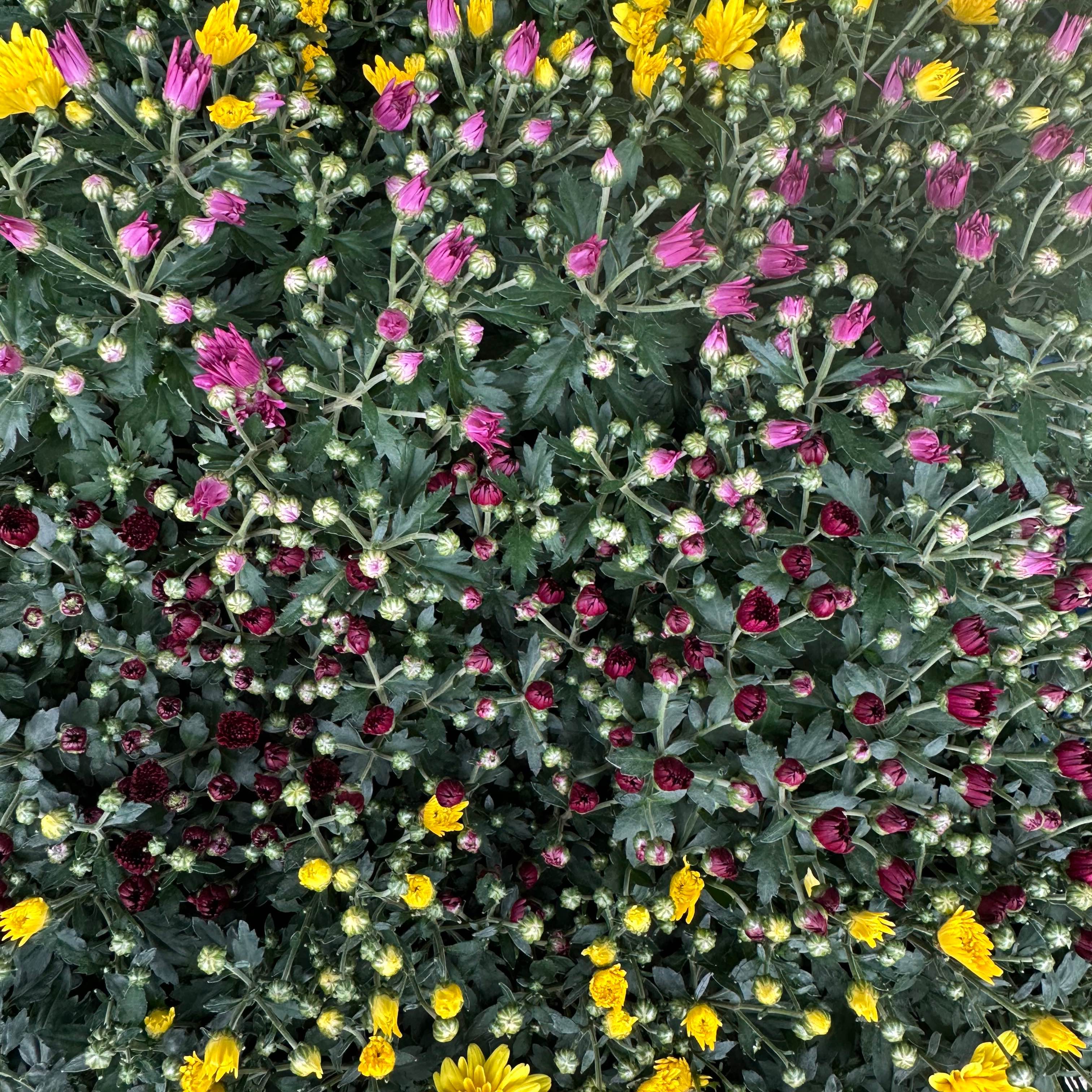 Хризантема мульт 100.