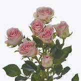 Тр Спрей Гуд Муд 70 см н/с