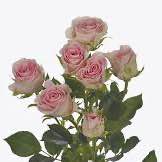 Тр Спрей Гуд Муд 60 см