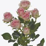 Тр Спрей Гуд Муд 65 см