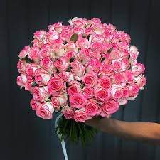 Тр Джумілія 60 см/ 1