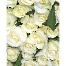 Тр Білуга 60 см/1