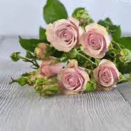 Тр Спрей Лейла 65 см/1