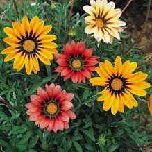 Газанія Сонячне світло суміш 0,1 г