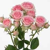 Тр Спрей Динара 60 см