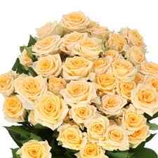 Тр Спрей Трініті