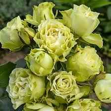 Тр Спрей Лемонтренд 50 см