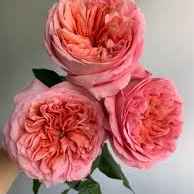 Тр Пінк Експрешн 50 см