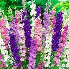 Дельфініум