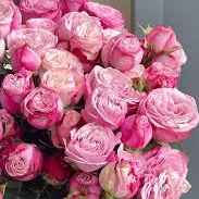 Тр Леді Бомбастік 40 см