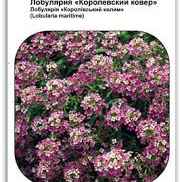 Насіння квітів Лобулярія Королівський килим 0,3 г