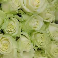 Тр Аваланч 60 см/1