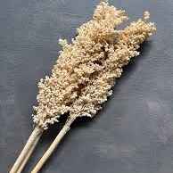 Сухоцвіти Бабала