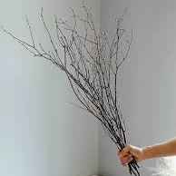 Березові гілочки Сухоцвіти