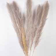 Агростема (куколь) Сухоцвіти