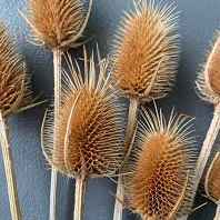 Ворсянка Кардо S Сухоцвіти