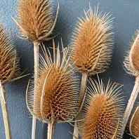 Ворсянка Кардо L Сухоцвіти