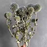 Ехінопс Сухоцвіти