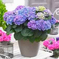 Гортензія ваз 520