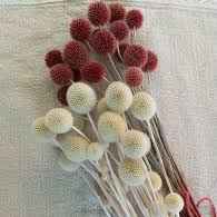 Мак фарбований 30