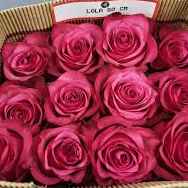 Тр Лола 60 см