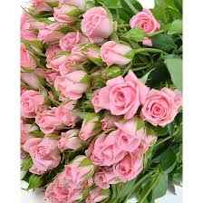 Тр Оділія 50см