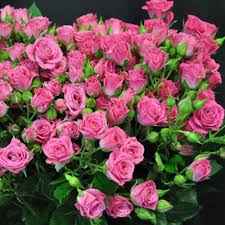 Тр Спрей Лавлі Лідія 60 см