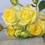 Тр Спрей Лемонтренд 65 см