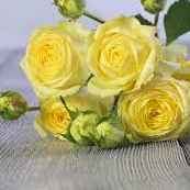 Тр Спрей Лемонтренд 75 см