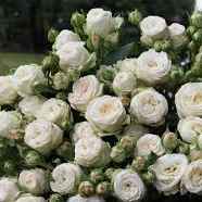 Тр Спрей Принцеса Бомбастік 70см/1