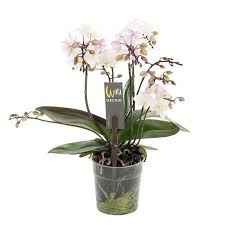 Фаленопсіс мульті