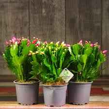 Шлюмбергера 270