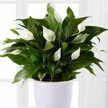 Спатіфілум 460