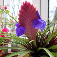 Тіладсія ваз