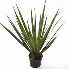 Драцена Маргіната 830