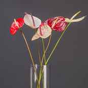 Антуріум зріз