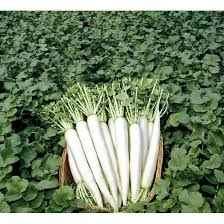 Дайкон Ерлі Лонг Вайт 20 шт