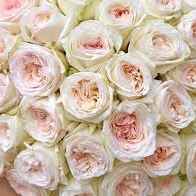 Тр Вайт Охара 60 см