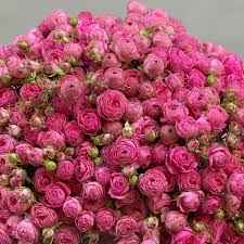 Тр Спрей Джазель 70 см