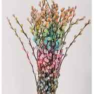 Салікс зріз