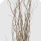 Корилус зріз